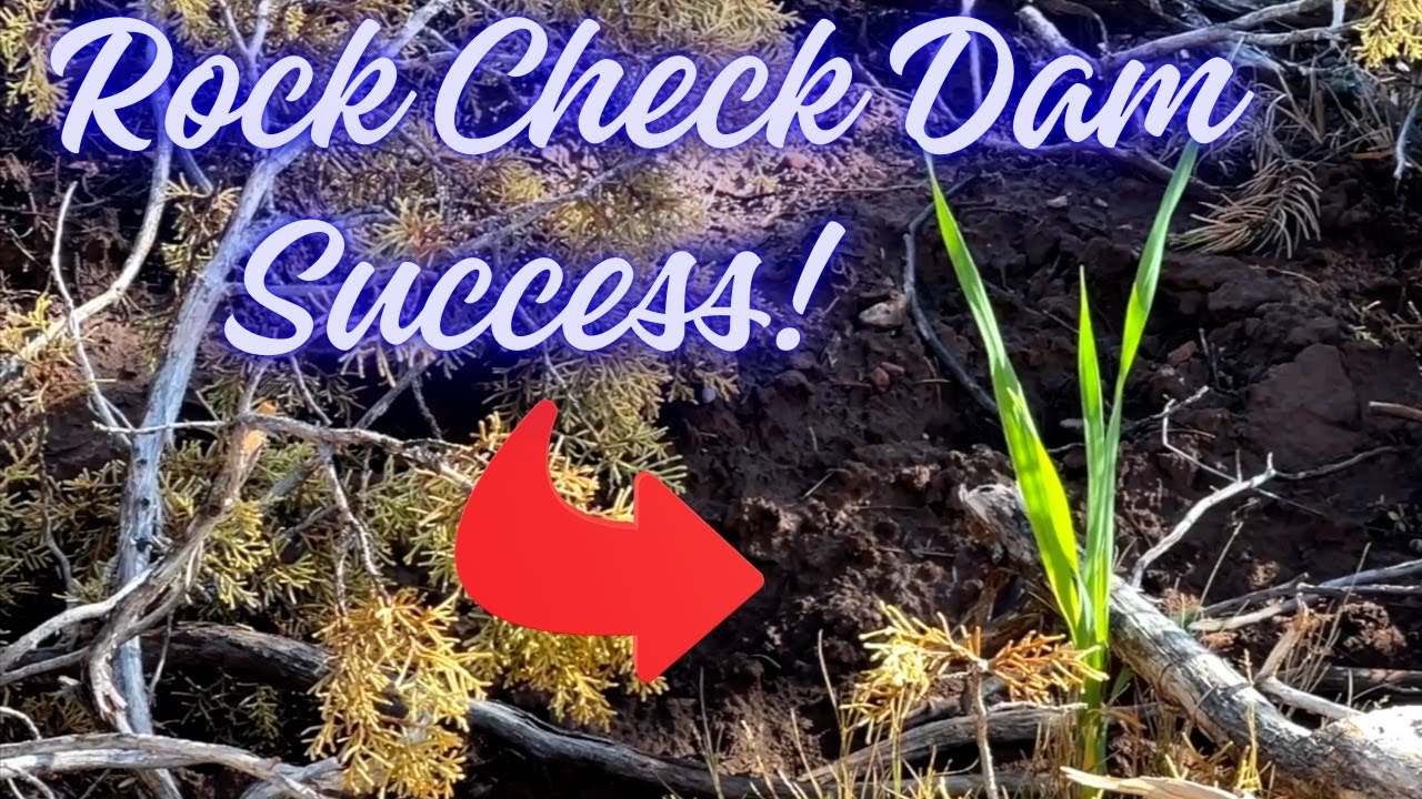 Northern Arizona Permaculture Success w/ Rock Check Dams and Juniper Tree Removal + Neck Update