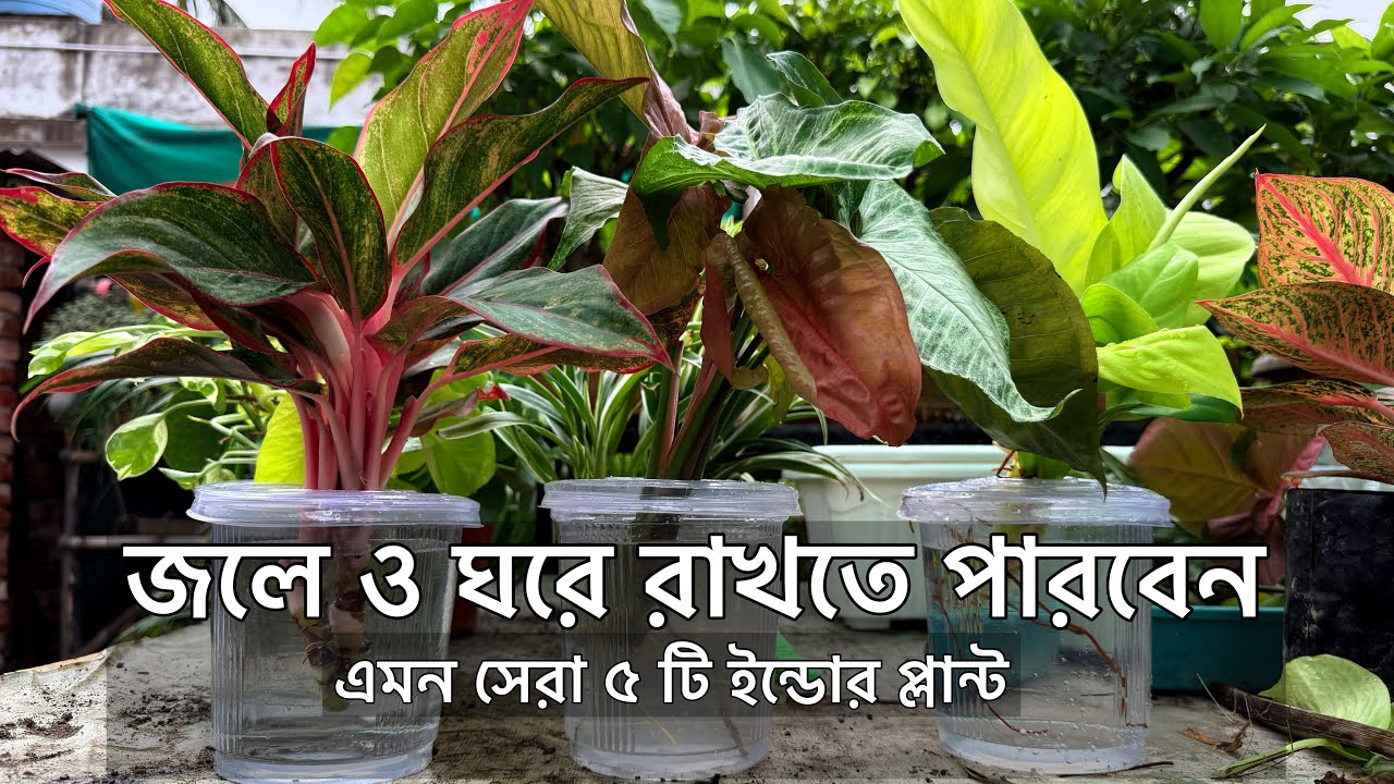 জলে হবে এমন সেরা ৫ টি ইনডোর প্ল্যান্ট সাথে সমস্ত পরিচর্যা। Top 5 Indoor Plants Growing Water | Plant