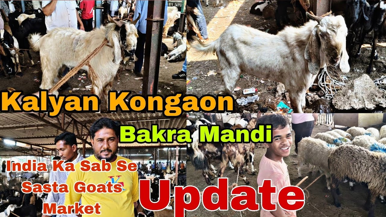 Kalyan Kongaon Bakra Mandi Update Saste Goats Market #youtubevideo #viralvideo #trendingvideo