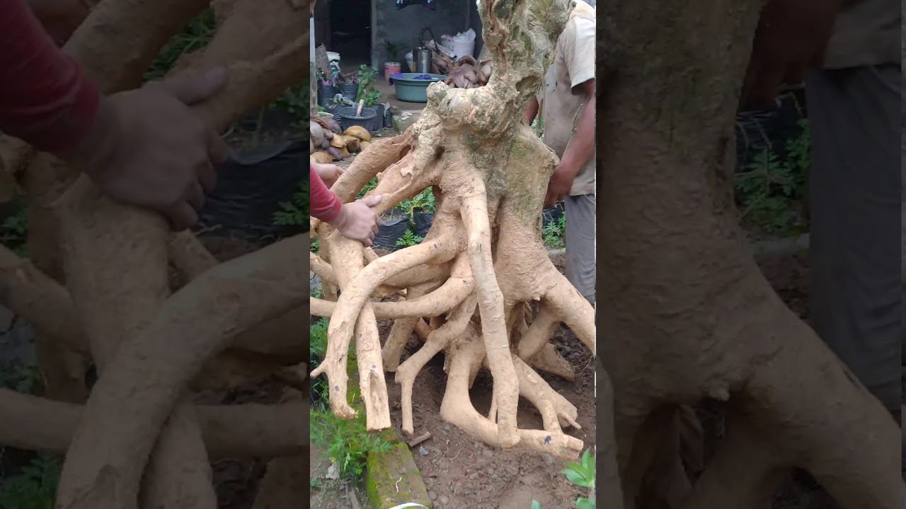 Dongkel BONSAI PULE SUPER. ajipp