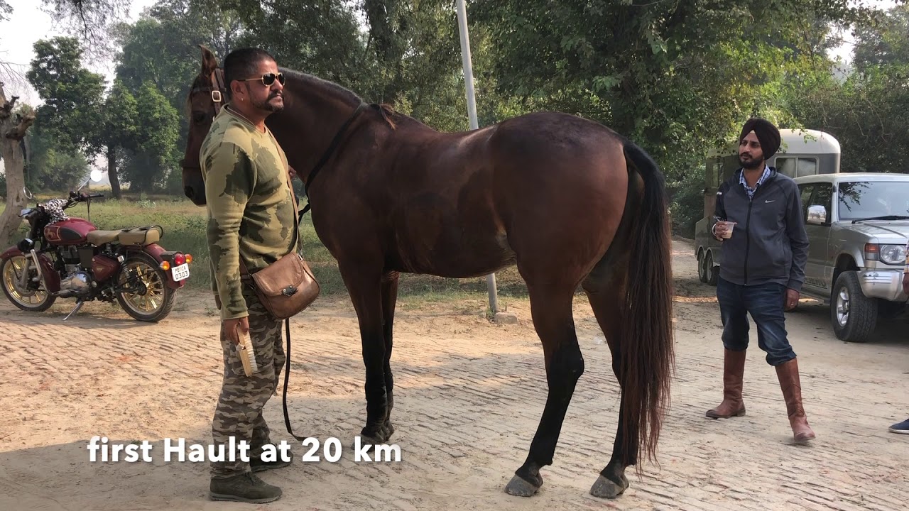 Longest horse ride 615 km in 11 days to Pushkar fair by long riders group