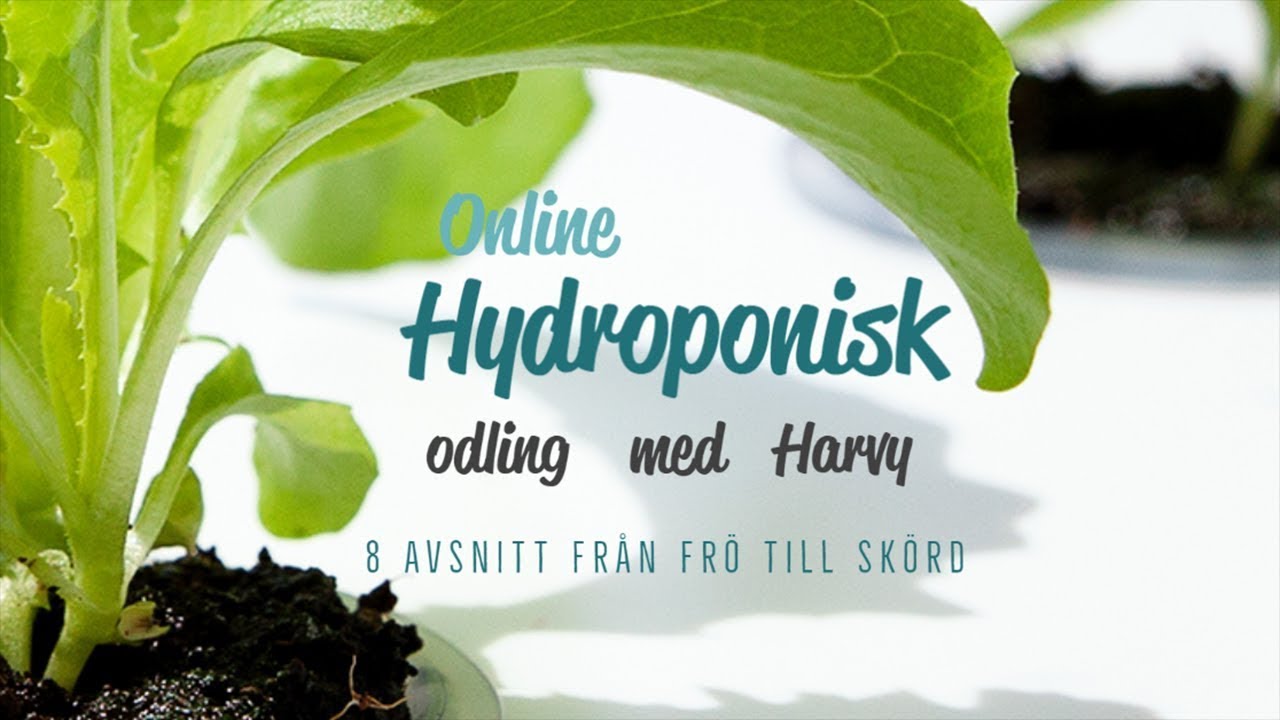 Onlinekurs i hydroponisk odling - Grohuset