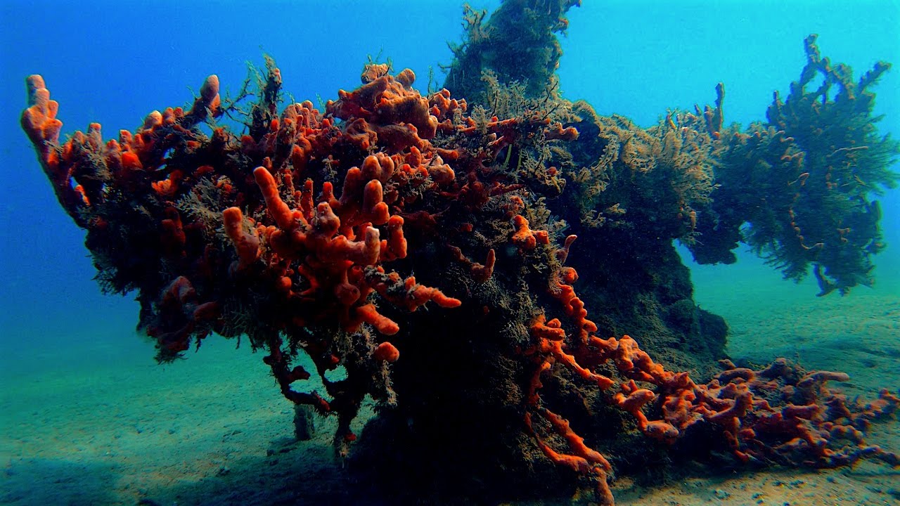 Top 10 Amazing Sea Creatures in Florida!