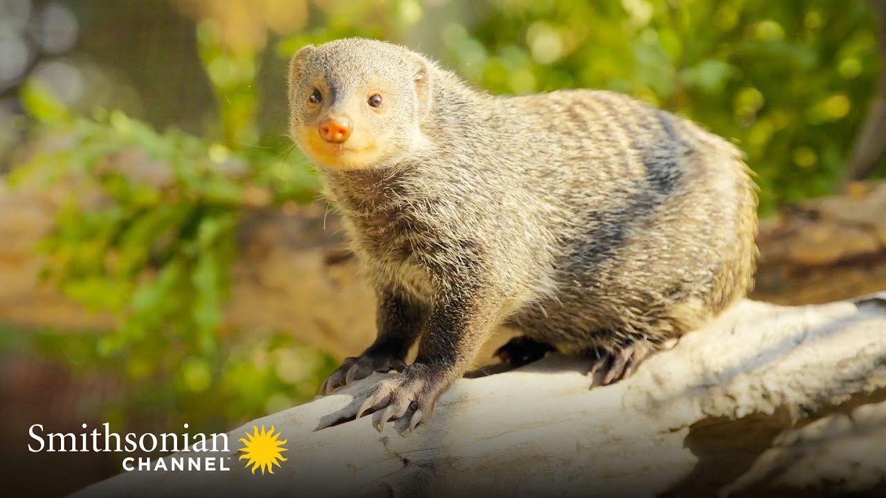A Common Marmoset Becomes a Substitute Parent 😎 Amazing Animal Friends | Smithsonian Channel