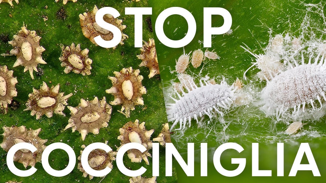 4+1 modi per combattere la cocciniglia