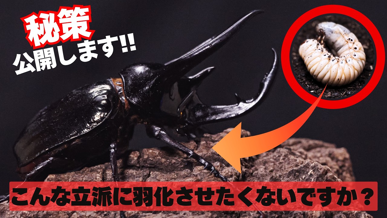 本当にコーカサスオオカブトは朽木を食べるの？マット飼育との成長を比較してみました。