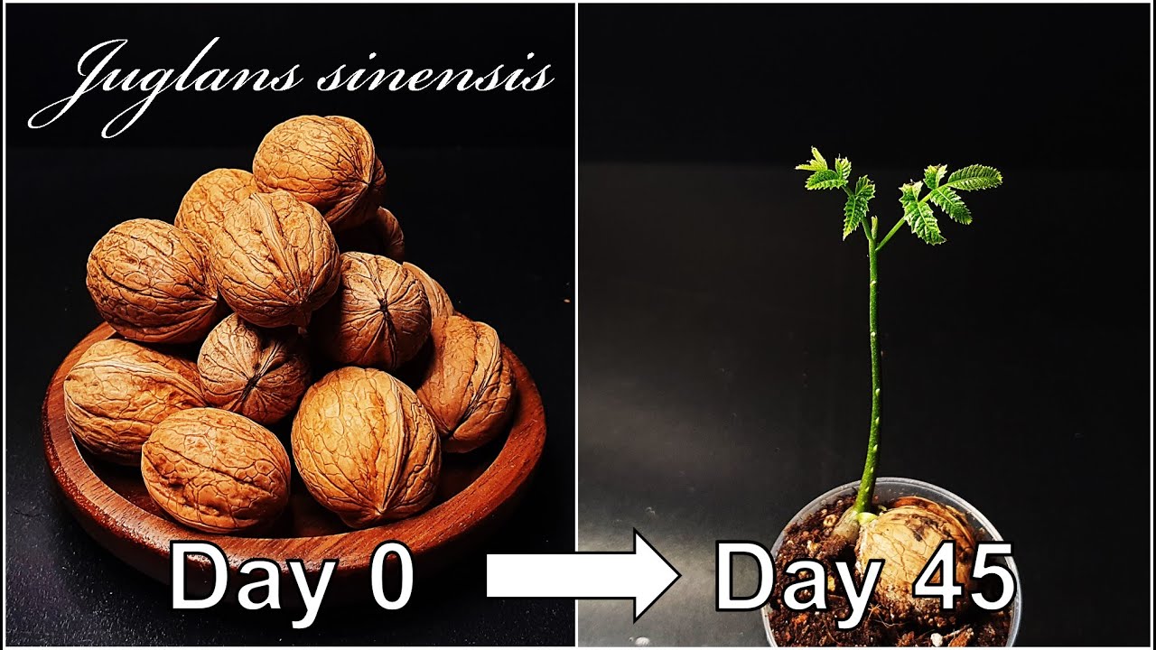 How to grow Walnut｜Germination of walnut｜Growing walnut tree｜How to grow #37 Walnut｜Eng Sub