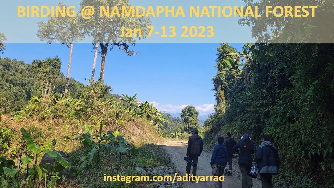 Birding at Namdapha National Park, Arunachal Pradesh and Maguri Beel, Assam