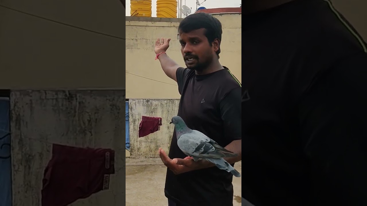 how train your pigeons #pigeon #petsworld #best #love #pigeontraining #karnapura