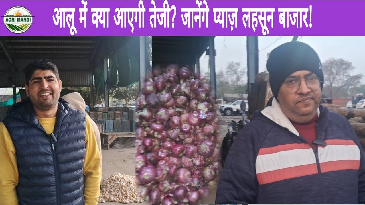24/01/26 मंडी 📝 आलू प्याज लहसुन शनिवार बाजार रिपोर्ट #lahsun #onion #potato #garlic #थोक