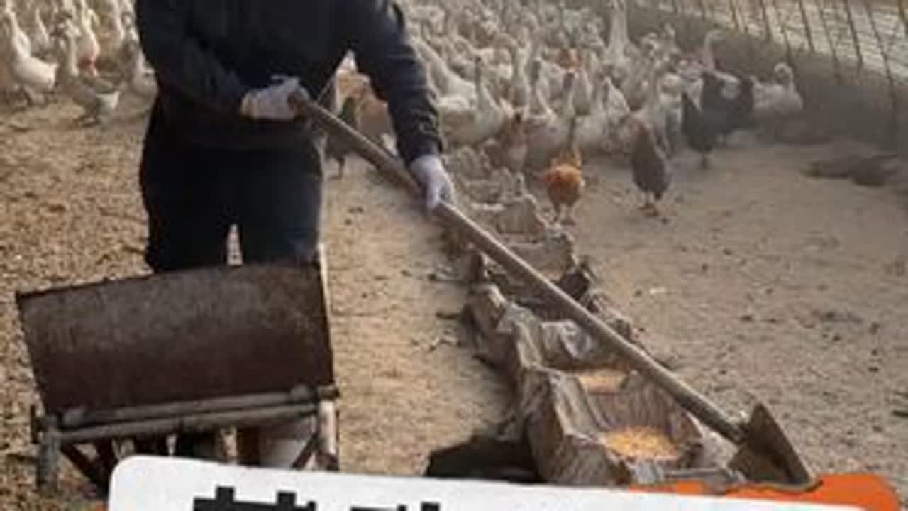 喂喂大鹅捡捡蛋照顾照顾小鸡，这样的小生活也是很惬意的！ #热点 #记录真实生活 #农村生活 #生活