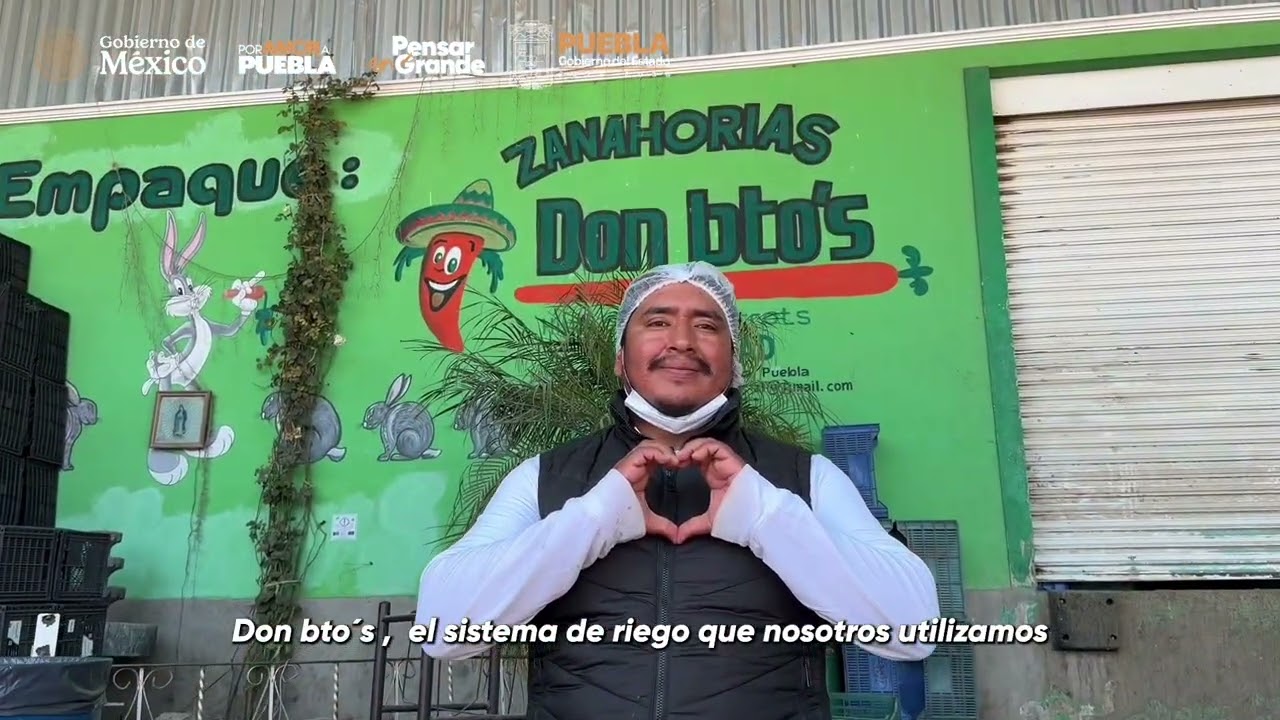 Producción de Zanahoria en Acatzingo 👨🏻‍🌾👩🏻‍🌾