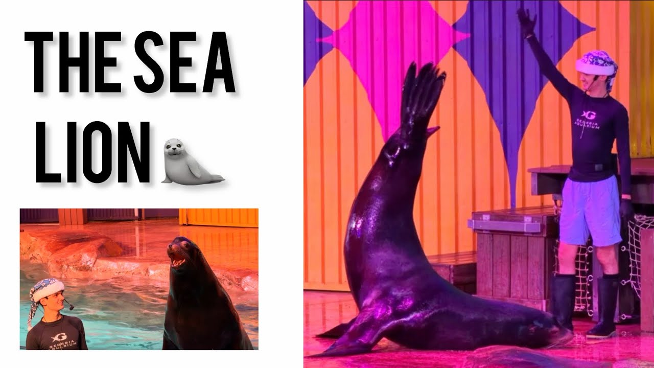 GEORGIA AQUARIUM | Our true opinion…