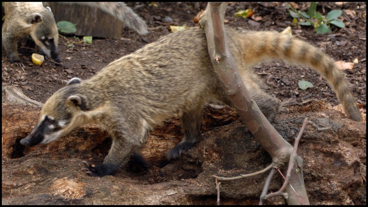 Ring-Tailed Coati (South American) (Nasua nasua)