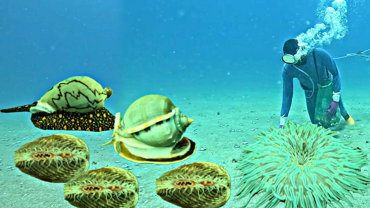 Diving for seafood to earn high income every day