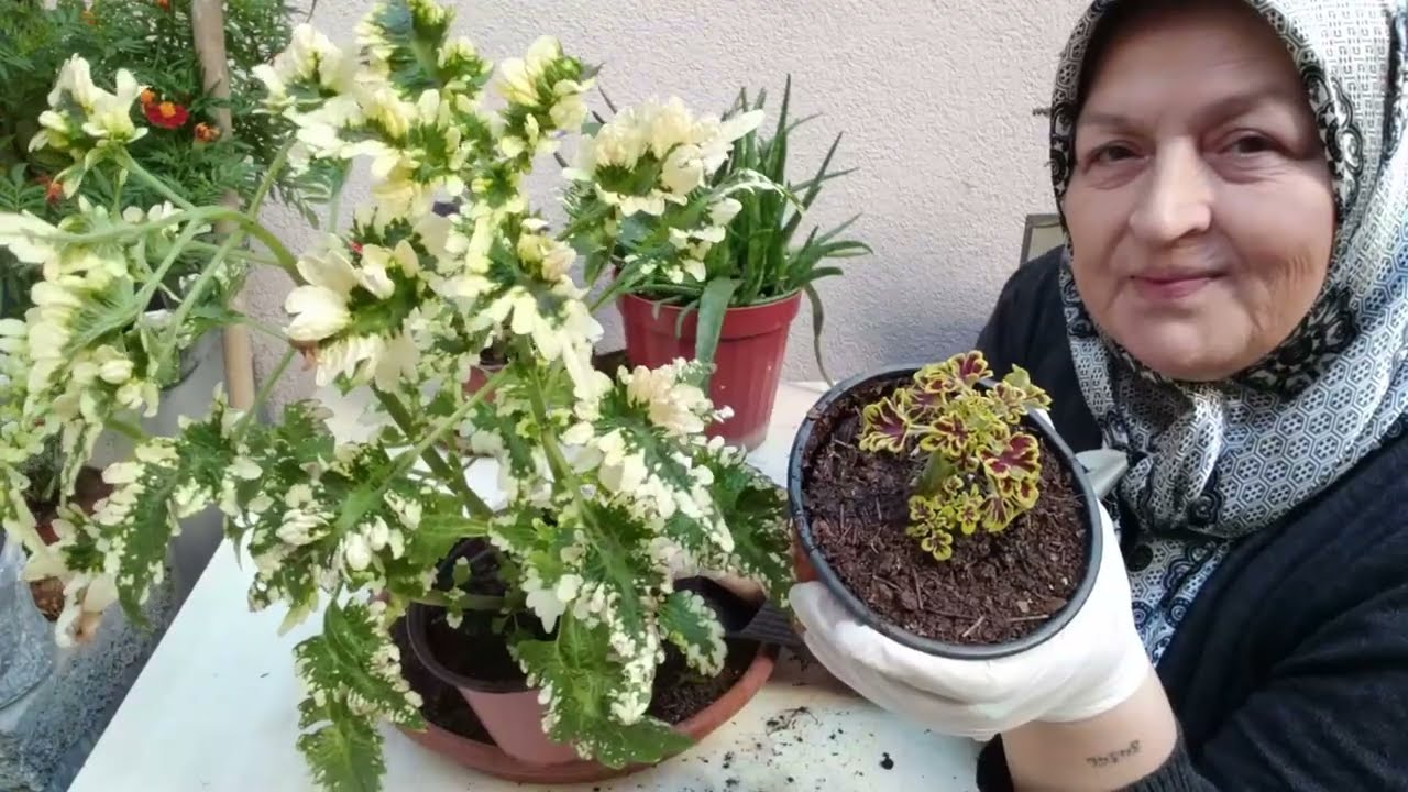 SERALARDAN ALMIŞ OLDUĞUMUZ VİYOLDEKİ YAPRAK GÜZELİ (KOLYOZ) ÇİÇEĞİ EKİMİ VE BAKIMI NASIL YAPILIR ?
