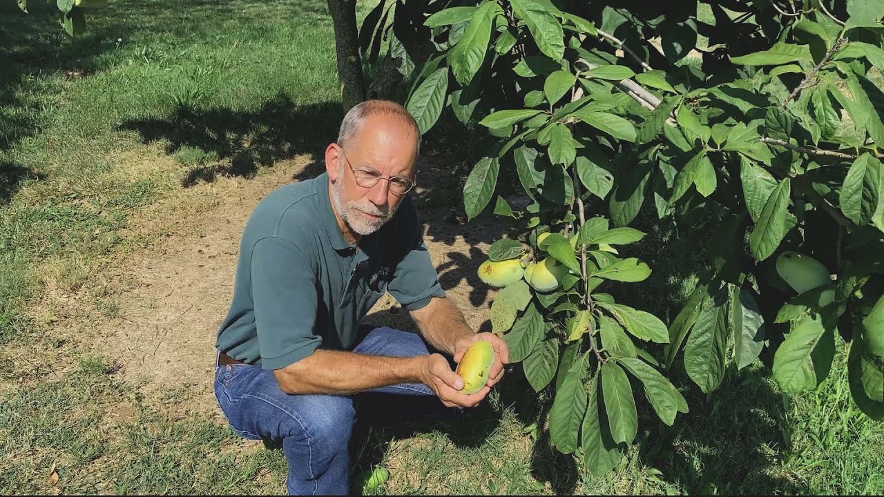 Growing and Marketing Pawpaw in Missouri | Patrick Byers