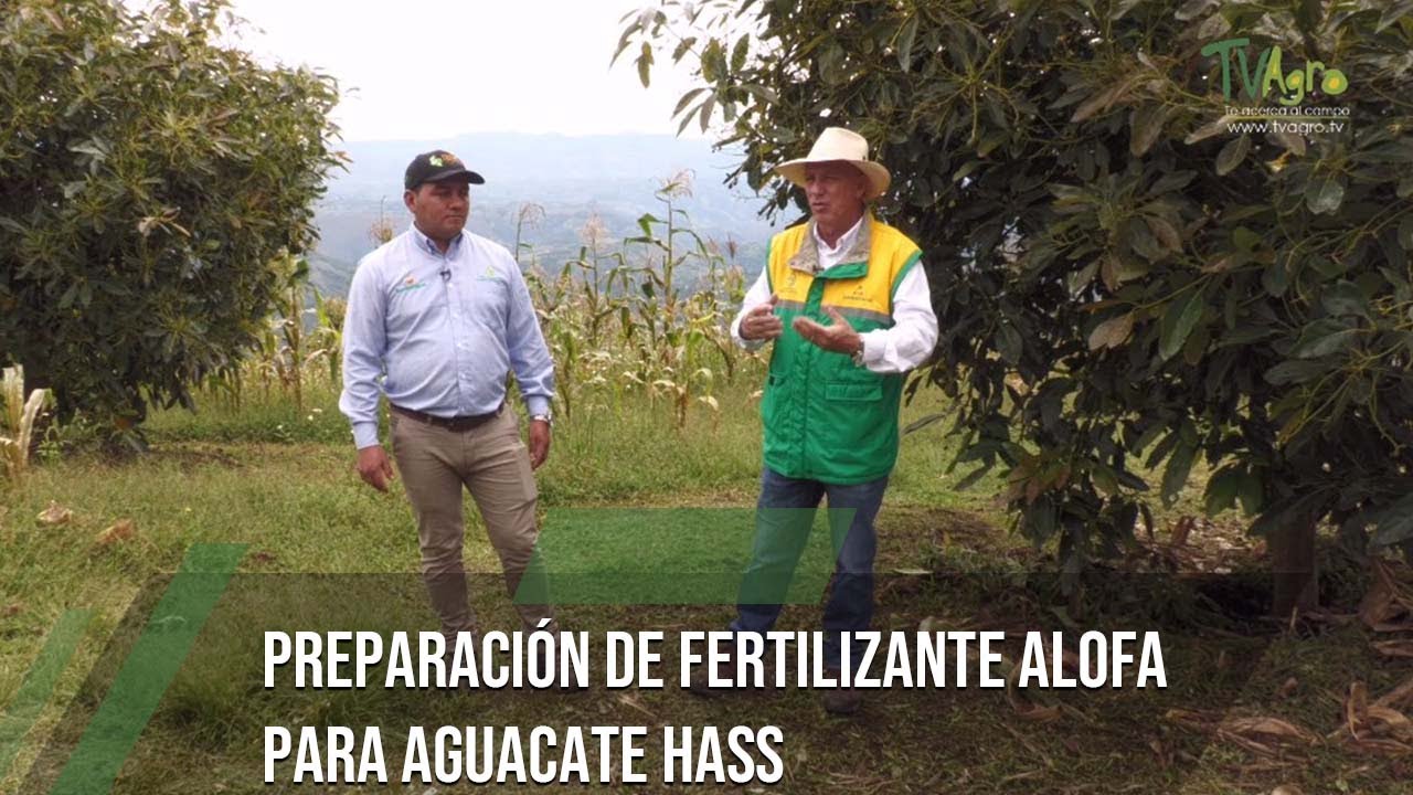 Preparación de fertilizante ALOFA para aguacate hass - TvAgro por Juan Gonzalo Angel Restrepo