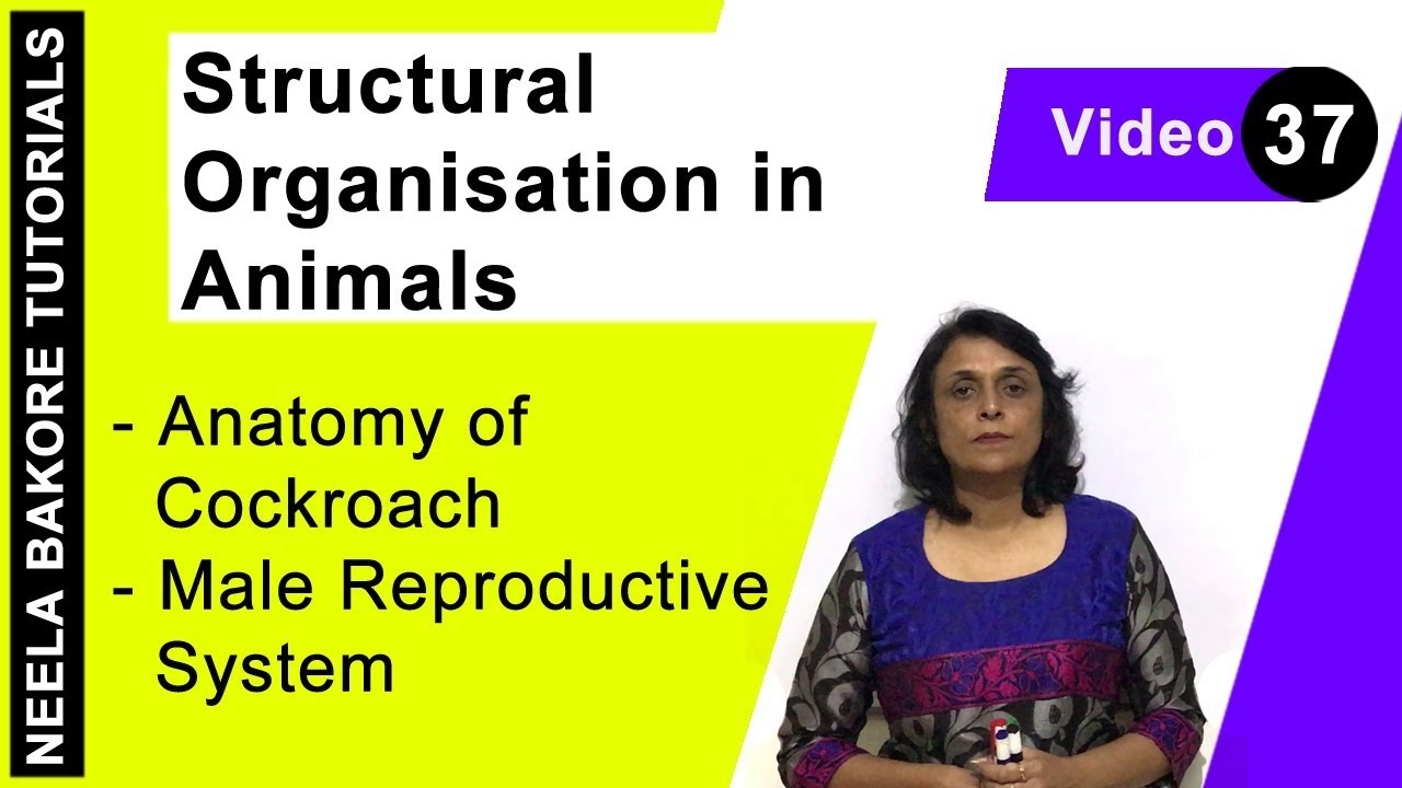 Structural Organisation in Animals | NEET | Anatomy of Cockroach - Male Reproductive System