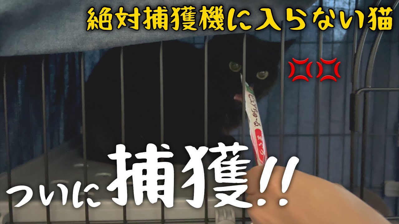 #17 【野良猫TNR】絶対に捕獲器に入らない猫を捕獲した記録
