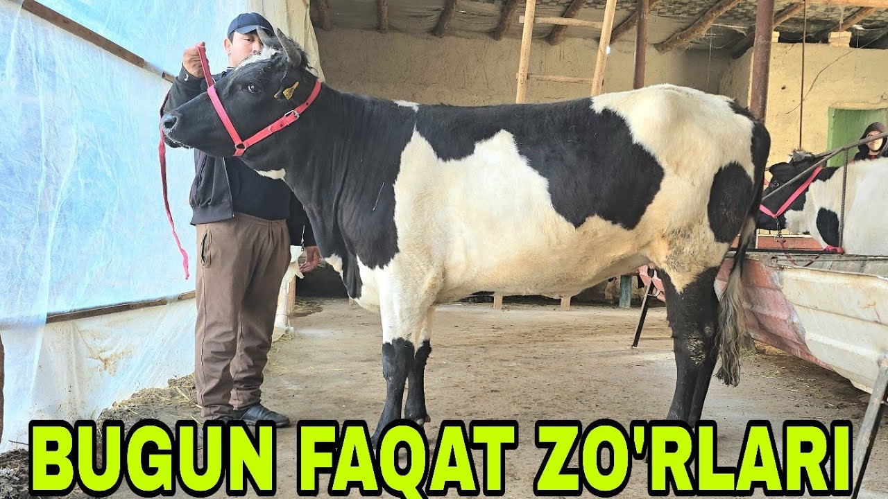 Azizbek va Boburjon ukamizdan bugun go'zallarini kutib oling 16 марта 2026 г.