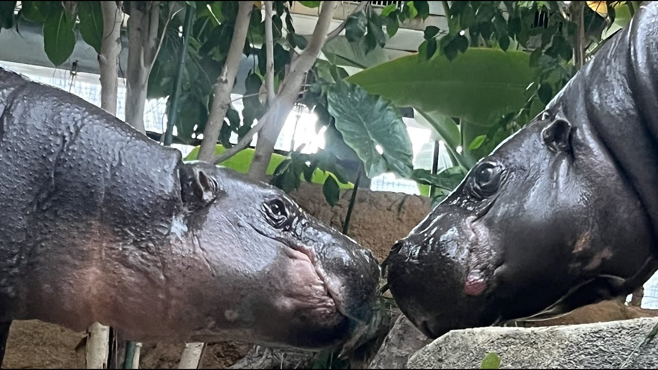 【神戸どうぶつ王国】コビトカバのタムとコウメのメリークリスマス　[Kobe Animal Kingdom] Mini hippo Tamtam and Koume live together
