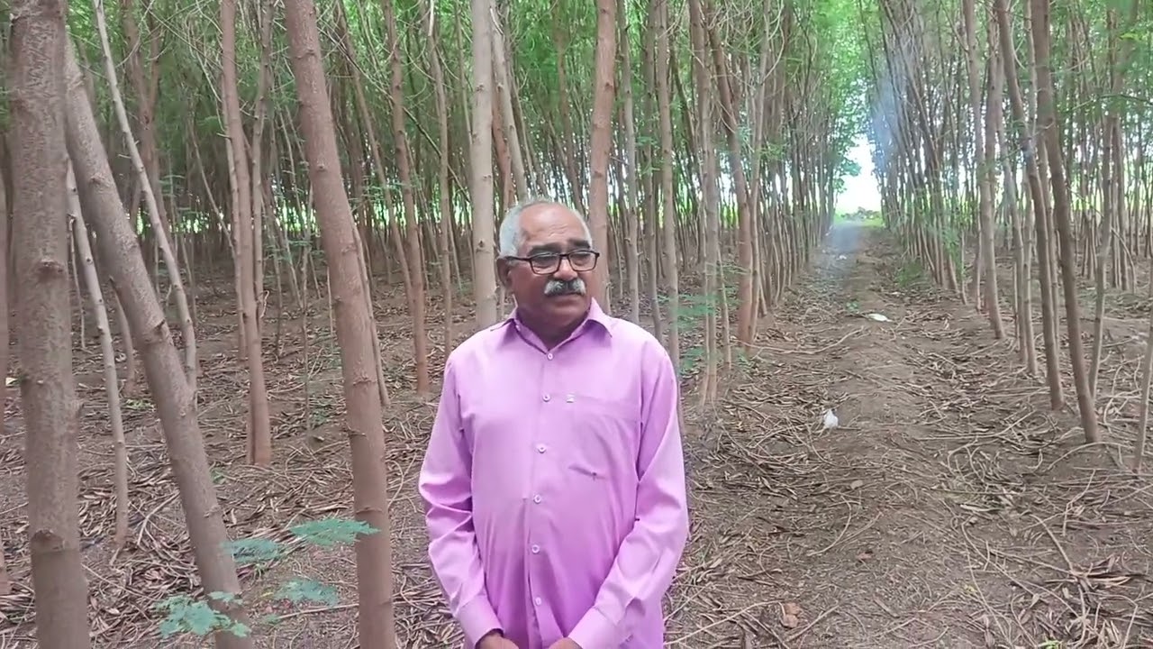 सुबबूल शेती एकदा भेट दया लोटन भदाने बिलखेड़ा धरणगांव 7588352532