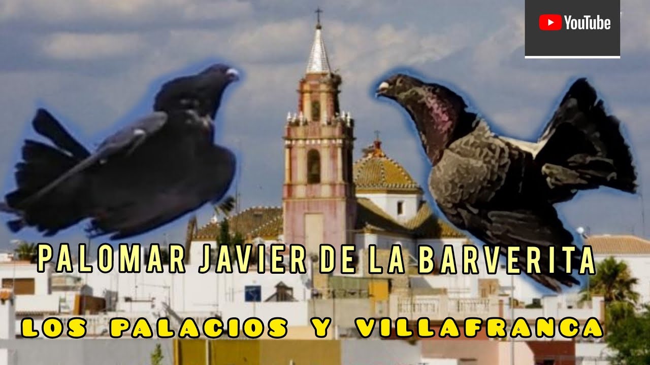 VISITA AL PALOMAR DE JAVI DE LA BARBERITA‼️- Palomos de clase | HD