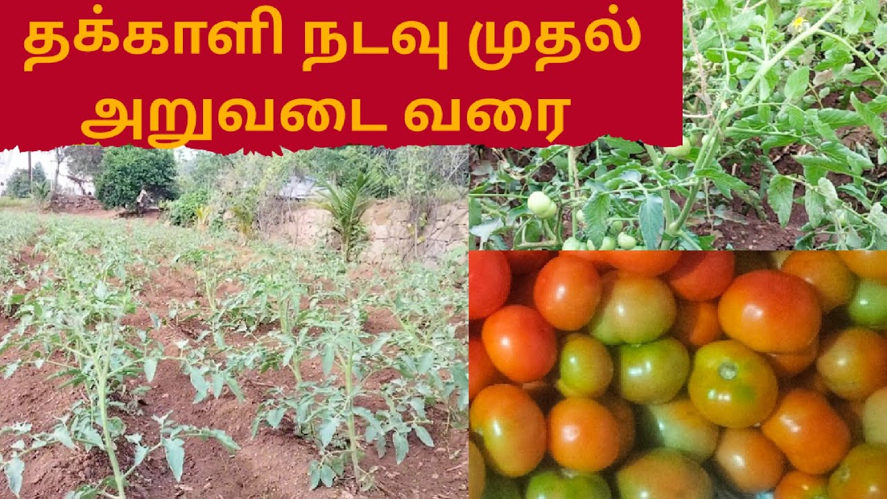 தக்காளி நடவு முதல் அறுவடை வரை #yazharuvi #tomato #tomatosales#tomatorate #தக்காளி #தக்காளிவிவசாயம்