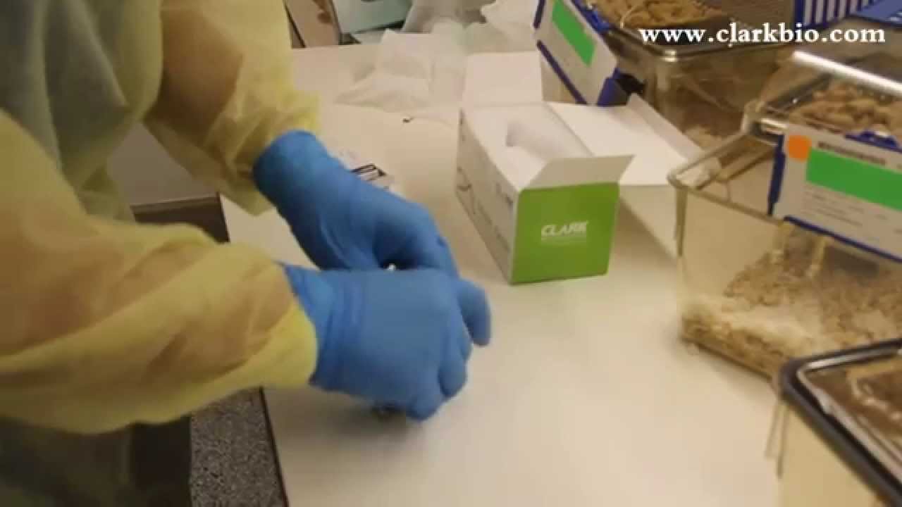 The world No.1 mouse continuous ear tag applicator - smart tager