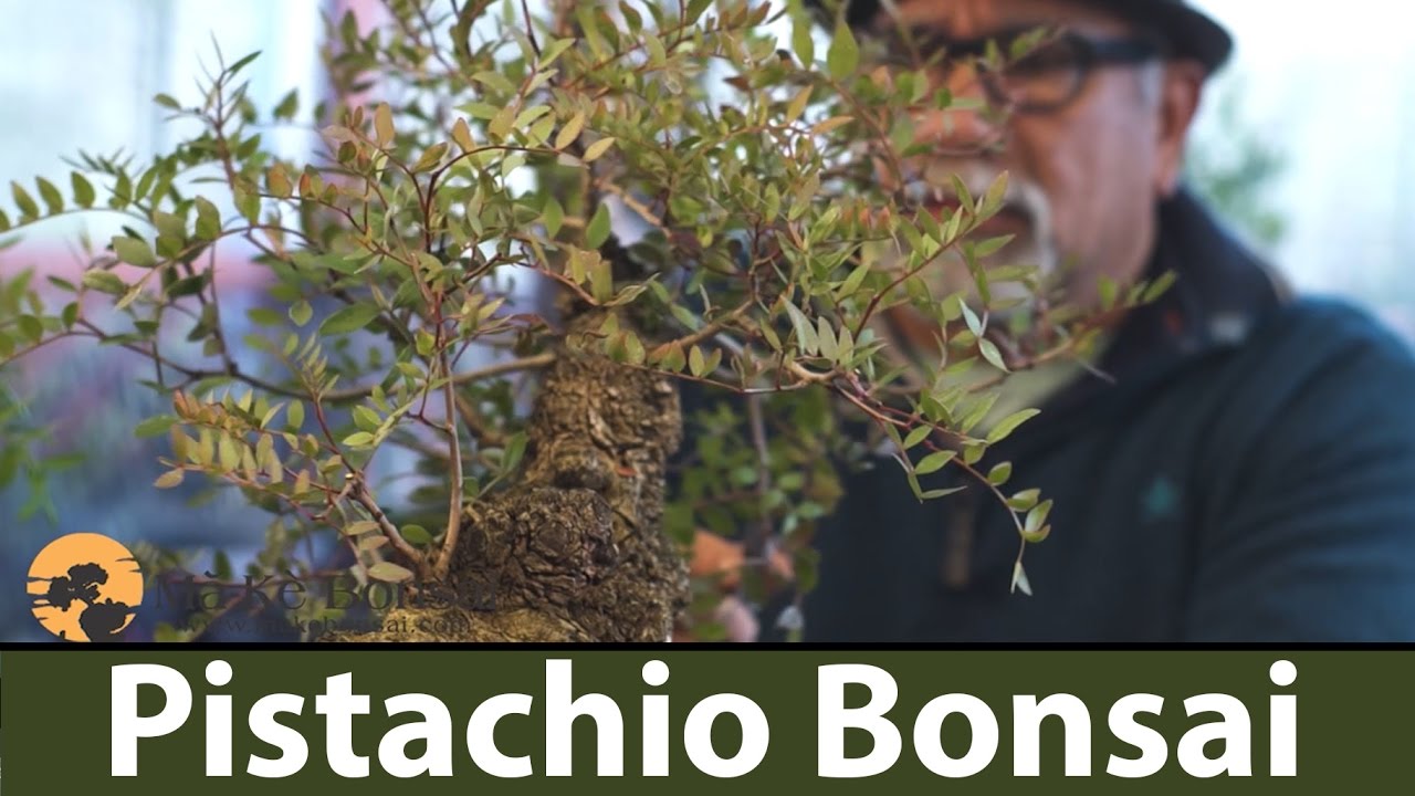 156) Pistachio Bonsai Trees Winter Pruning and Wiring Ma-Ke Bonsai