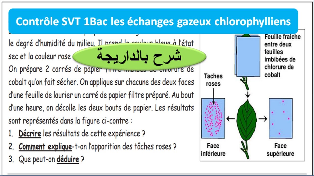 contrôle les échanges gazeux chlorophylliens  (شرح بالداريجة)