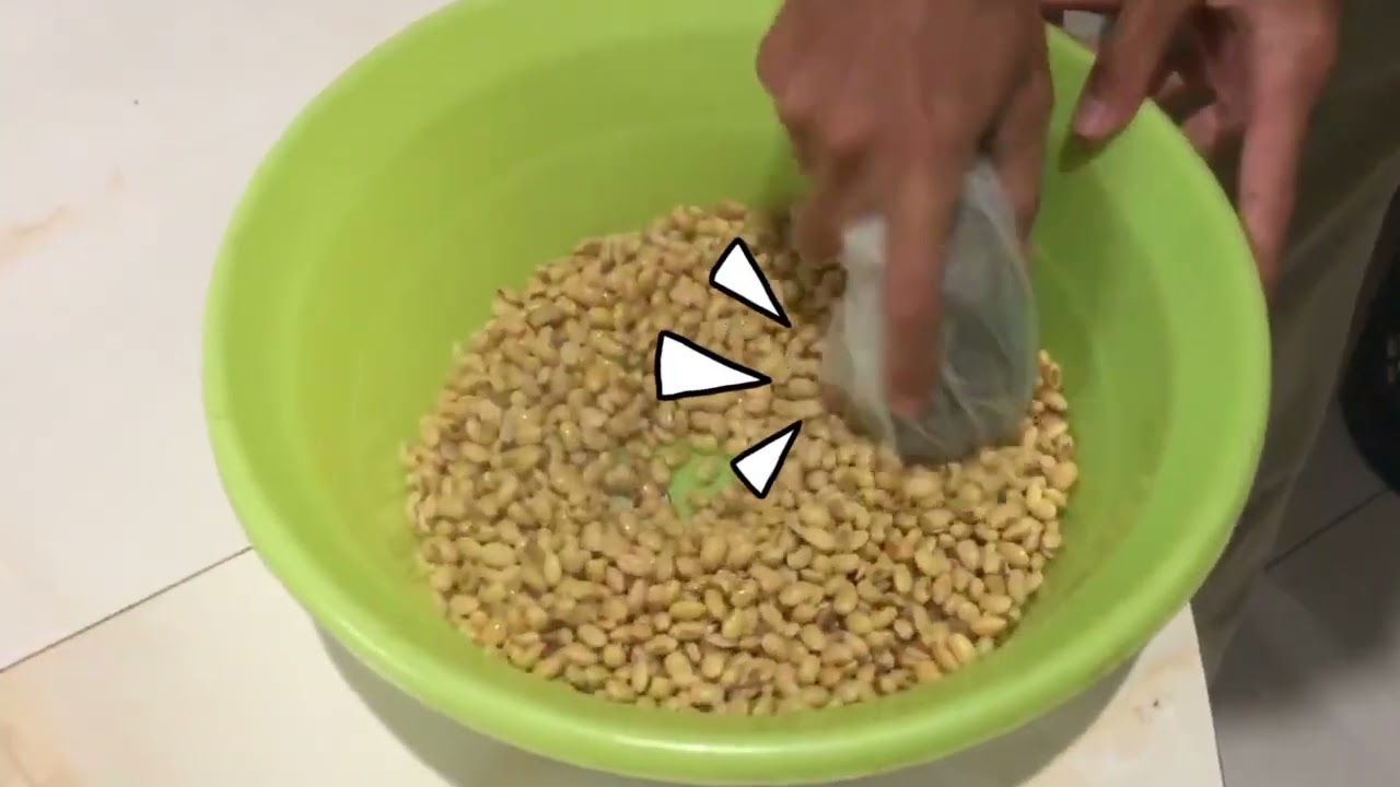 Praktik Biologi: Proses Pembuatan Tempe | Kelas 12-6 SMA Negeri 4 Madiun