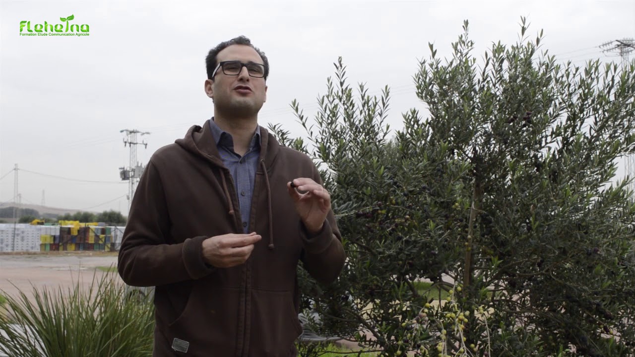 De l'olive à l'huile