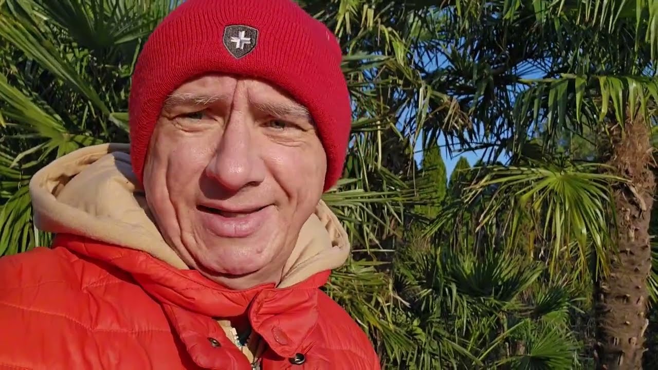 Wszystkie palmy odkryte. Juka przesadzona. Oleander jak malowany.