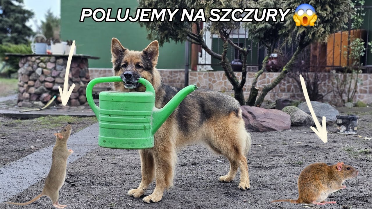UDAŁO SIĘ! Złapaliśmy go!