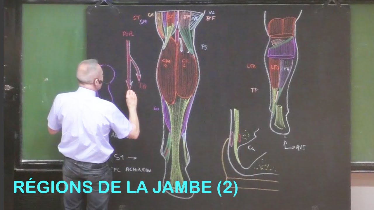 Anatomie des régions de la jambe 2 (Membre inférieur 8)