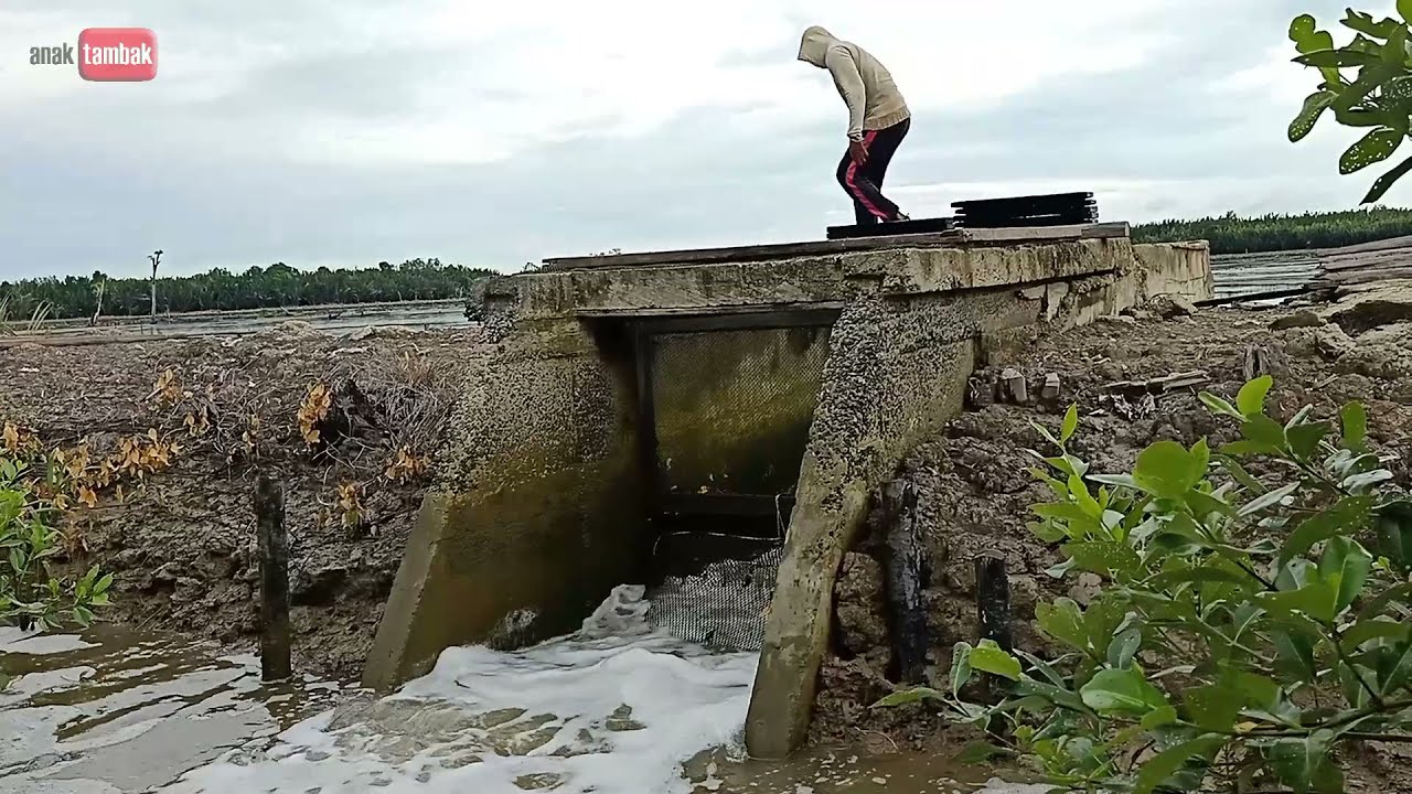 Panen udang windu keluar bandeng besar-besar @anaktambak