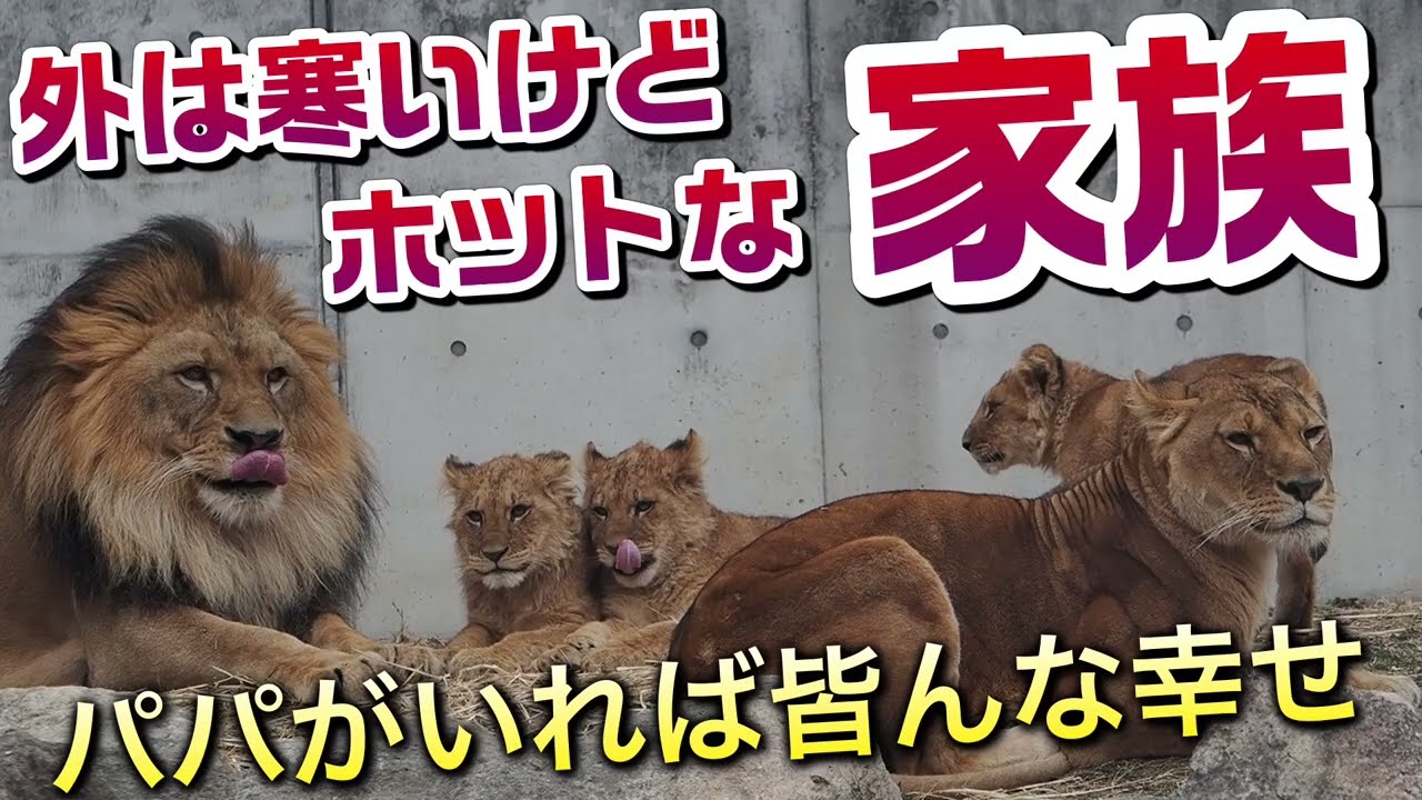 パパがいれば皆んな幸せ😊【外は寒いけどホット🔥な家族】 #のんほいパーク #シルク #三つ子 #ライオン #アース #旭山動物園 #桐生が岡動物園 #安佐動物園 #lion  #幸せ #ファミリー