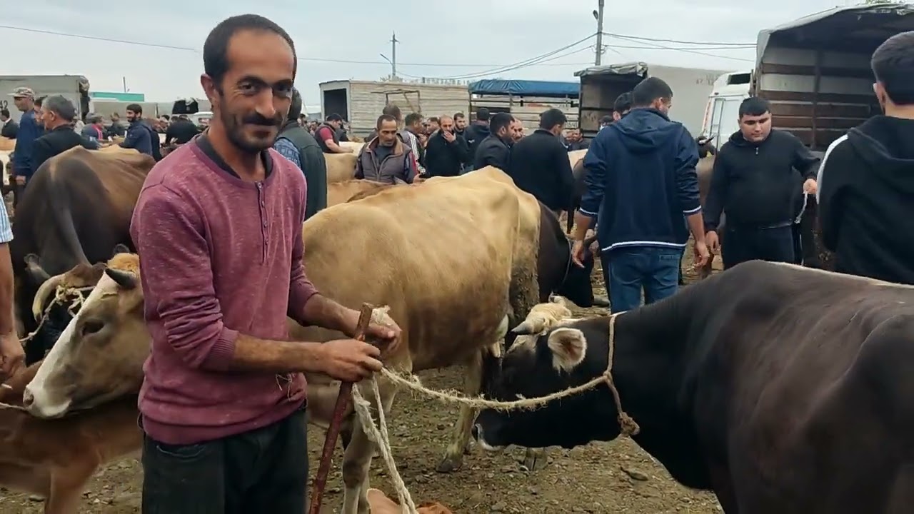 Bərdə mal bazarl 20.09.2024.050.571.71.57