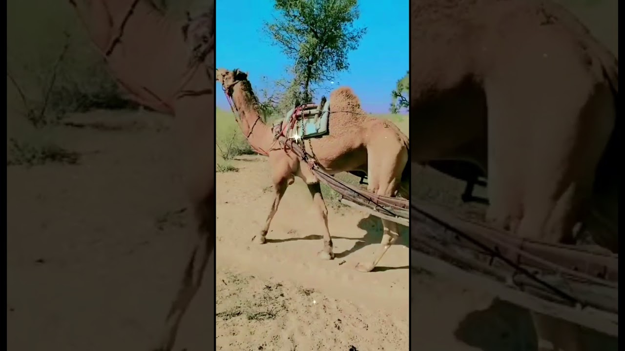 #rajasthan#camel#thar#rajasthani#rajput#shortsviral#traditional#pets#training#walk#utubeshorts#fyp