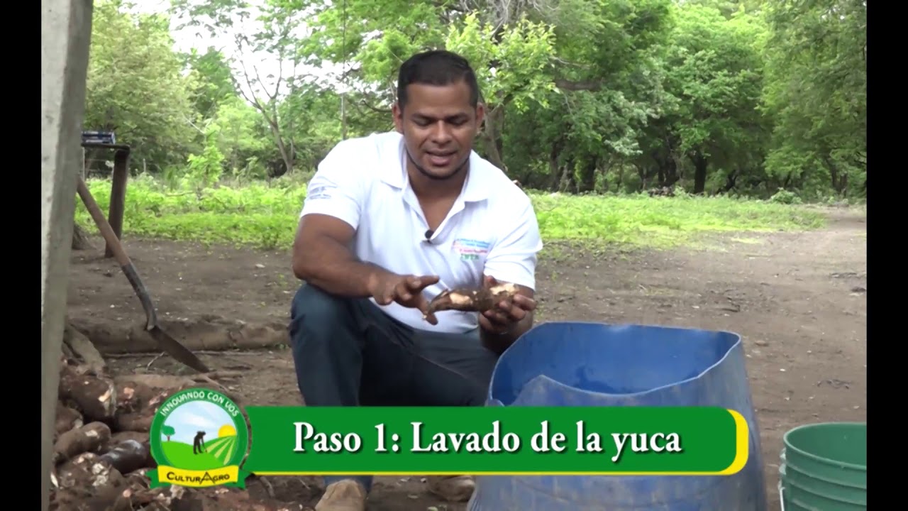Ensilaje de yuca