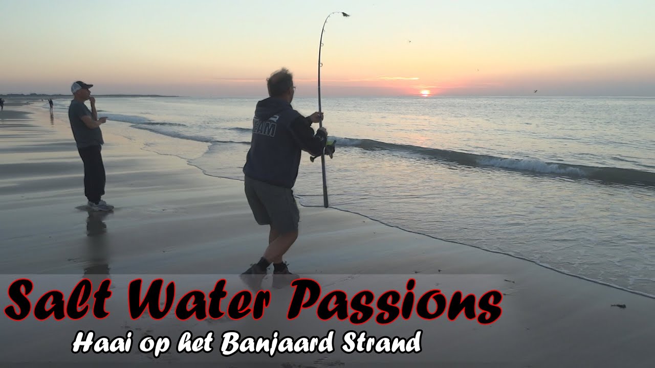 Haai Gevangen Strand de Banjaard - Shark Caught Banjaard Beach - #saltwaterpassions - #swp