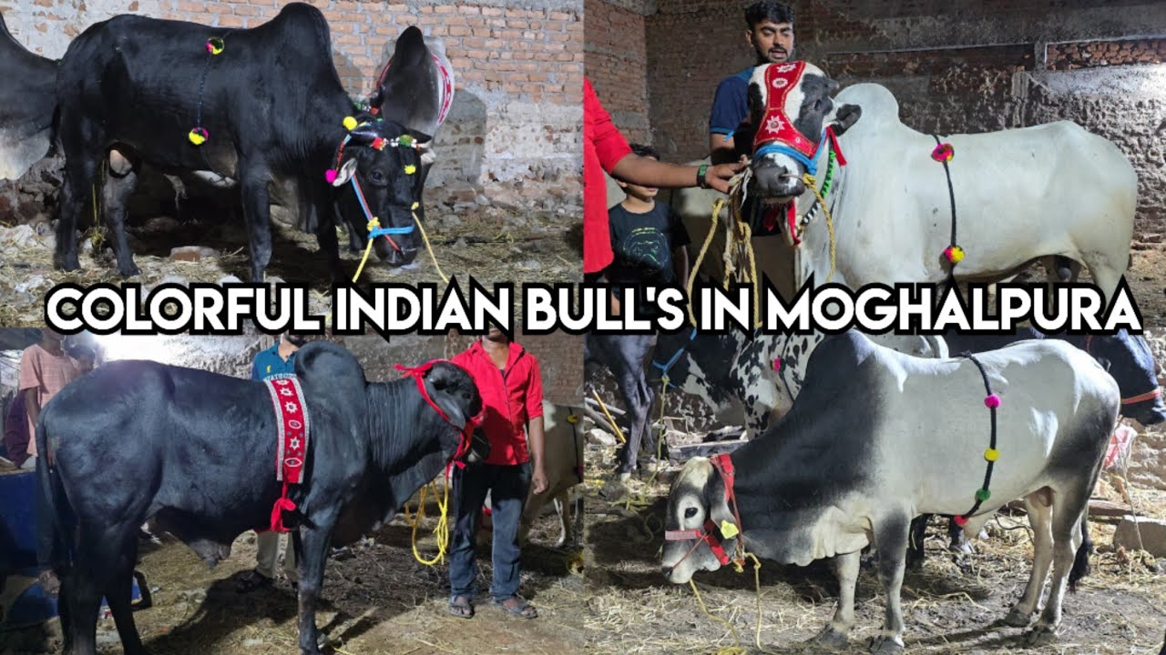 Colorful Indian bull's in Moghalpura | pure deoni gir sahiwal brahma bull's available in Hyderabad
