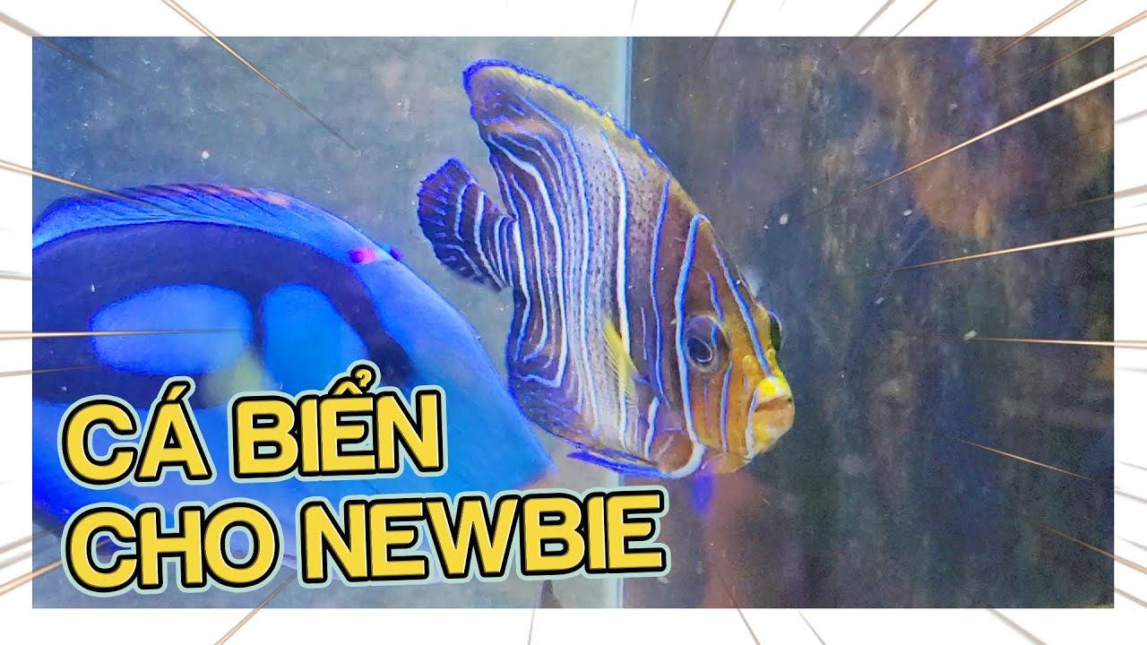 Cá Cà Chua, Xì Bích, Tôm Lực Sỹ,Chim Dù, Nemo, Dory, Hải Quỳ, ... Biển Thật Thú Vị| Saltwater Fishes