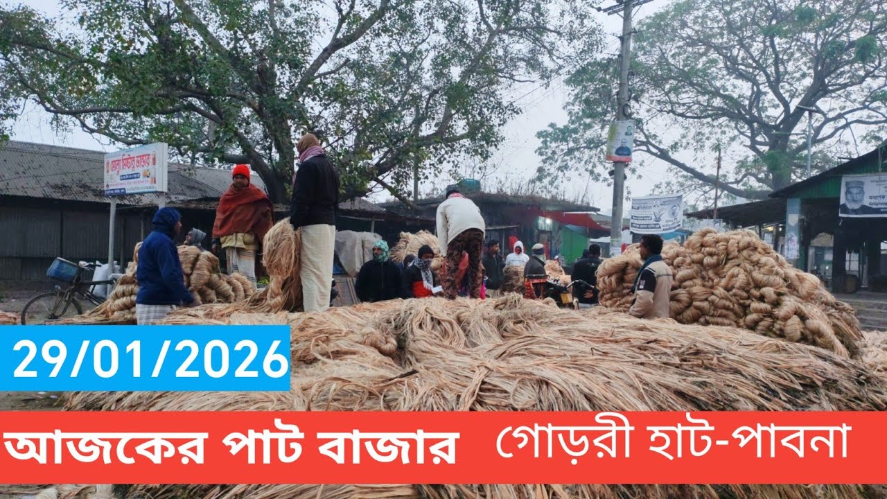29 January 2026 আজকের পাটের বাজার দর। Jute wholesale market price rate in pabna Bangladesh 