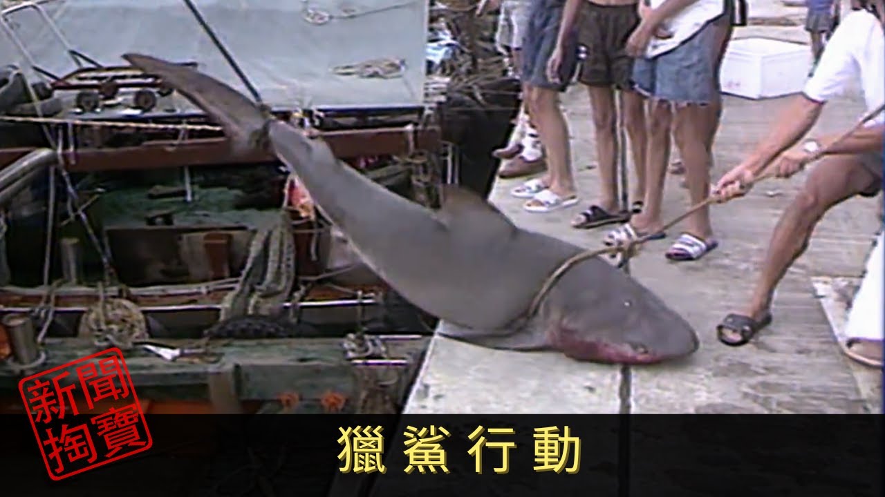 TVB 新聞掏寶 獵鯊行動 香港水域有鯊魚出沒，九十年代更發生多宗鯊魚咬人事件。事發後不少人自發捕獵鯊魚，他們各施各法，最後又能否成功捕鯊？