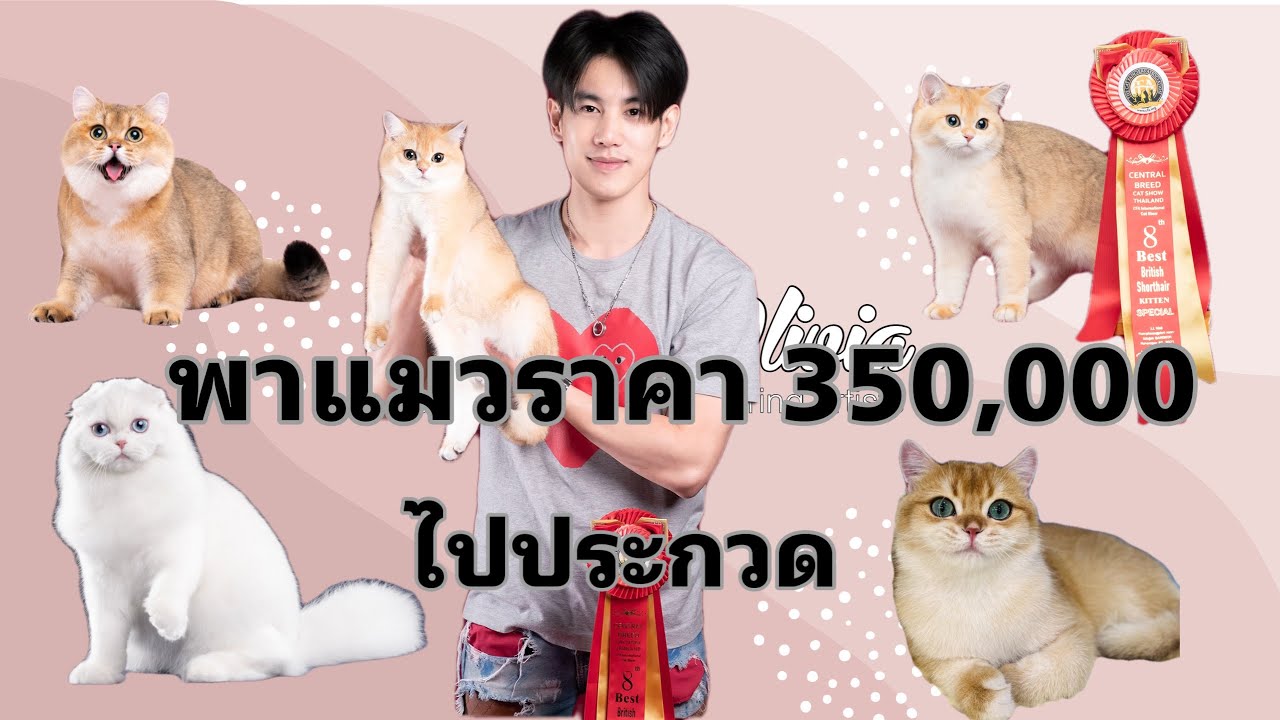 พาแมวไปประกวด ได้แชมป์ / งานWCF by BCT