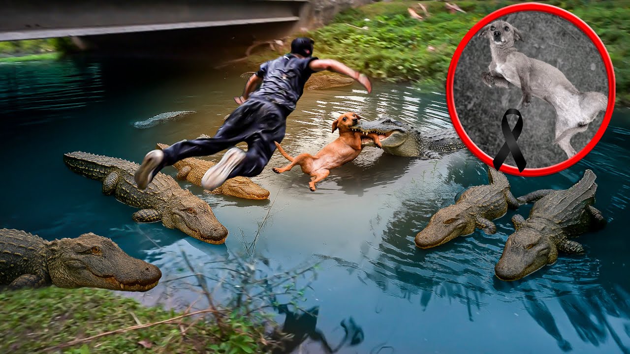 O FLANELA PULOU NO RIO PRA SALVA A LALA😪