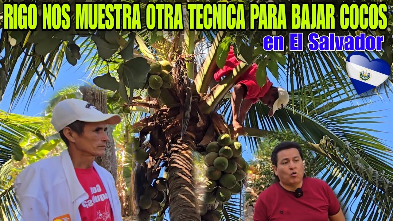 OTRA TECNICA DE RIGO PARA BAJAR COCOS SALVADOREÑOS